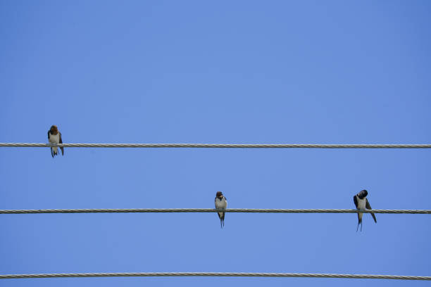 istock Barn Swallows on wire under blue sky background. Wire tailed swallows perched on cable. Birds cleaning feathers and sitting on sunny summer day 1497122334