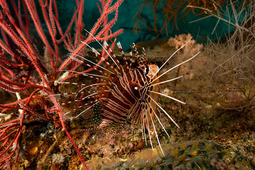 Pterois antennata, like many fish species, has very different common names like Broadbarred Firefish and Spotfin Lionfish. The species occurs in the tropical Indo-Pacific from East Africa to Marquesan and Mangaréva Islands, north to southern Japan, south to Queensland, Australia, Kermadec and Austral Islands in a depth range from 2-86m in lagoon and seaward reefs, hiding in crevices under rocks and coral formations during the day and hunting at night, feeding on shrimps and crabs, max. length 20cm. \nThis specimen is inbetween Whip Coral Ellisella sp. at the left and Black Coral at the right side. The outline of this fish is visually disturbed by the numerous spiny projections and fleshy tabs improving camouflage by mimicking the Banded Sea Urchin Echinothrix calamaris.\nTriton Bay, Kaimana Regency, West Papua Province, Indonesia, 3°53'24.4657 S 134°6'34.0173 E at 20m depth