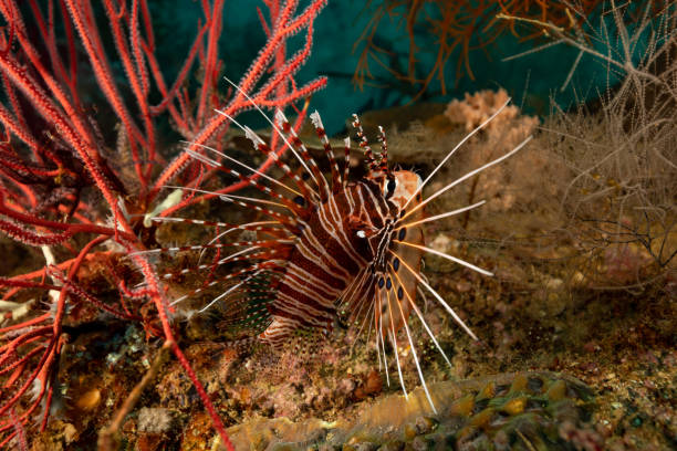 Venomous Beauty, Broadbarred Firefish or Spotfin Lionfish Pterois antennata, Triton Bay, Indonesia Pterois antennata, like many fish species, has very different common names like Broadbarred Firefish and Spotfin Lionfish. The species occurs in the tropical Indo-Pacific from East Africa to Marquesan and Mangaréva Islands, north to southern Japan, south to Queensland, Australia, Kermadec and Austral Islands in a depth range from 2-86m in lagoon and seaward reefs, hiding in crevices under rocks and coral formations during the day and hunting at night, feeding on shrimps and crabs, max. length 20cm. 
This specimen is inbetween Whip Coral Ellisella sp. at the left and Black Coral at the right side. The outline of this fish is visually disturbed by the numerous spiny projections and fleshy tabs improving camouflage by mimicking the Banded Sea Urchin Echinothrix calamaris.
Triton Bay, Kaimana Regency, West Papua Province, Indonesia, 3°53'24.4657 S 134°6'34.0173 E at 20m depth pterois antennata lionfish stock pictures, royalty-free photos & images