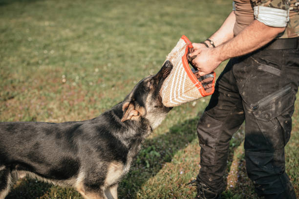 perro policía entrenado atrapando la mano del ladrón - perro salvaje fotografías e imágenes de stock