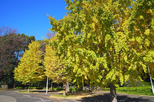 Ginkgo trees Scenery that feels autumn in the ginkgo leaves that have begun to turn yellow 街 stock pictures, royalty-free photos & images