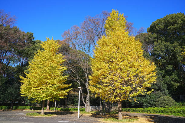 Ginkgo trees Scenery that feels autumn in the ginkgo leaves that have begun to turn yellow 街 stock pictures, royalty-free photos & images