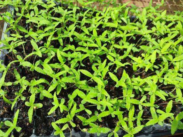 cannabis seedlings - foto’s van aarde stockfoto's en -beelden