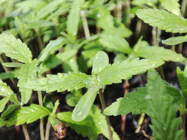 cannabis seedlings - foto’s van aarde stockfoto's en -beelden