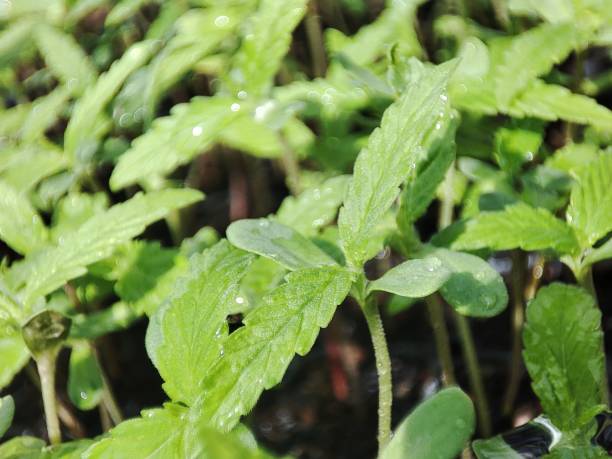 cannabis seedlings - foto’s van aarde stockfoto's en -beelden