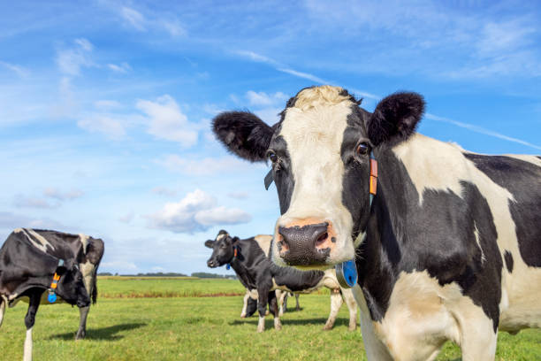 istock Dairy cow at right edge, oncoming curious approaching in a field, black and white and a blue sky 1497123849