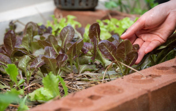 istock Farmer hands while picking red oak lettuce from vegatable garden. 1497124798
