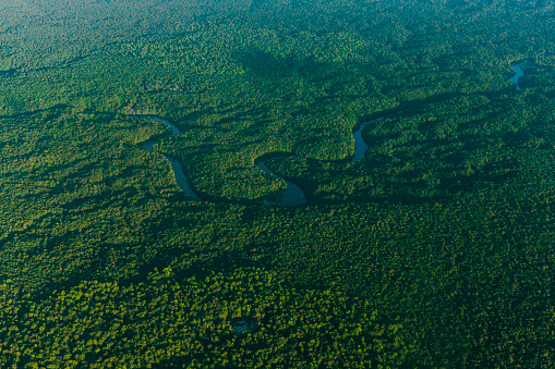 Amazon jungle in Guyana