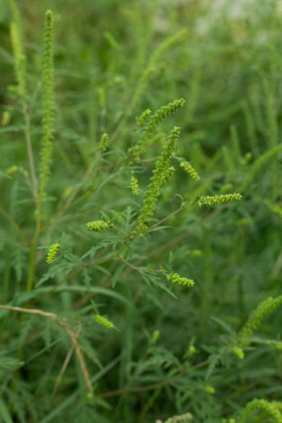 istock Allergic ambrosia blooms in field 1497125957