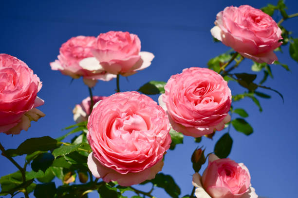 istock Pink bush of a climbing rose on a blue background. 1497126317