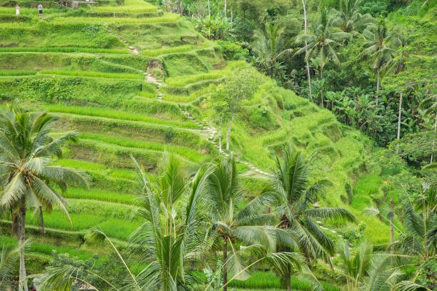 istock Rice terraces in Tegalalang Bali 1497126410