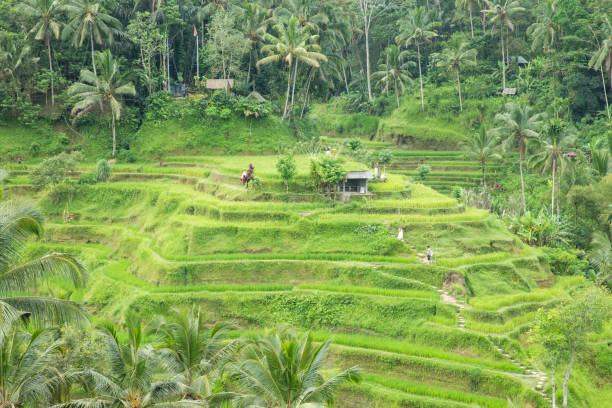 istock Rice terraces in Tegalalang Bali 1497126425