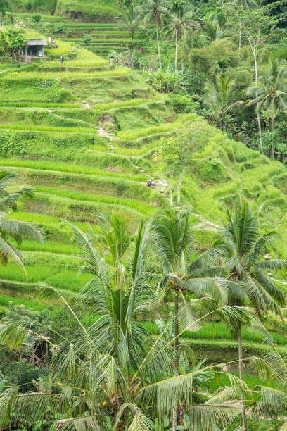 istock Rice terraces in Tegalalang Bali 1497126435