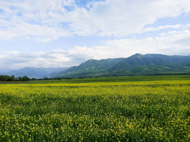 istock Blooming fields against the backdrop of mountains. Beautiful mountain landscape. Blooming summer herbs. Spring landscape. Kyrgyzstan. 1497126519