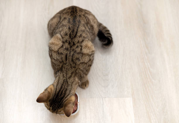 istock cat eating wet food tabby kitty 1497126655