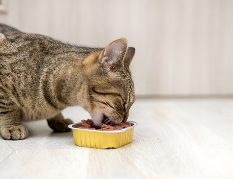 cat eating wet food tabby kitty