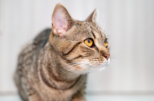 cat eating wet food tabby kitty