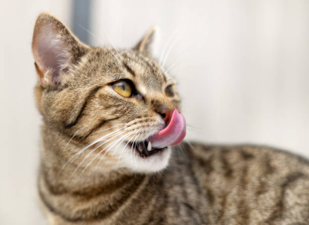istock cat eating wet food tabby kitty 1497126713