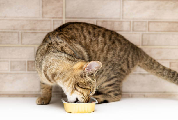 cat eating wet food tabby kitty