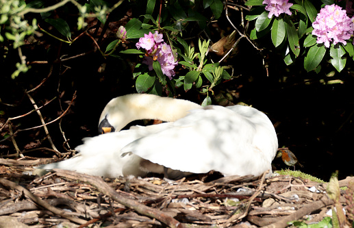 Swan on a nest in Noorden, Netherlands.