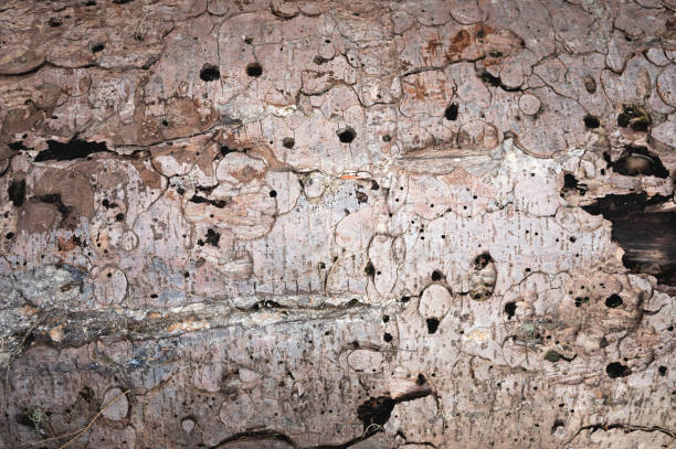istock Textured background from the bark of an old tree close-up. Tree bark with holes drilled by acorn woodpeckers or insects 1497127761