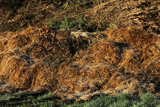 istock Manure dung heap Horse droppings in a field 1497129819