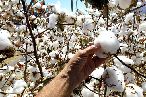 Cotton farm  ready to harvest near St George ,Queensland, Australia.