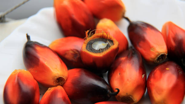 Group of oil palm fruits,  Elaeis guineensis, in brown bag, isolated on white background with clipping path.