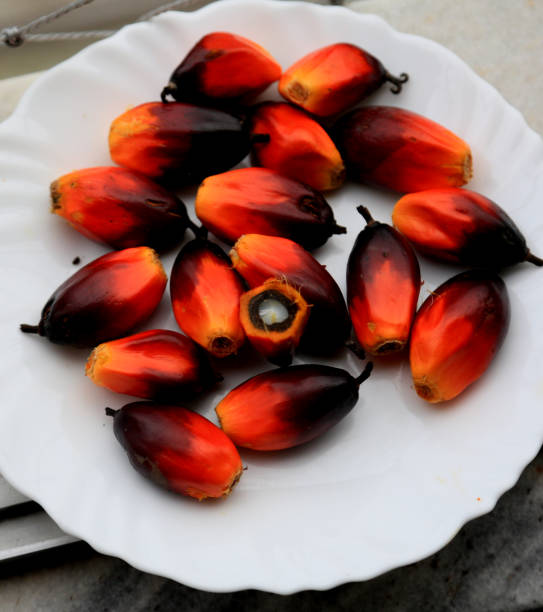 istock oil palm fruit 1497130131