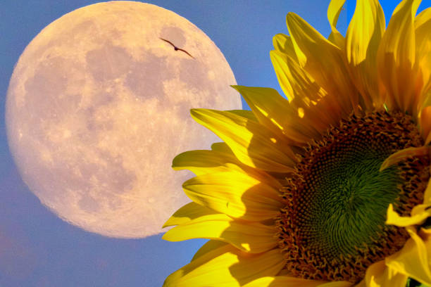 sunflower and full moon. double exposure technique.