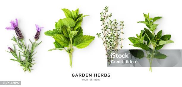 Melissa Lavender Oregano And Thyme Herbs Isolated On White Background Stock Photo - Download Image Now