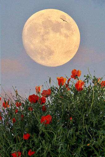 Papaveraceae flower on full moon background papaver rhoeas