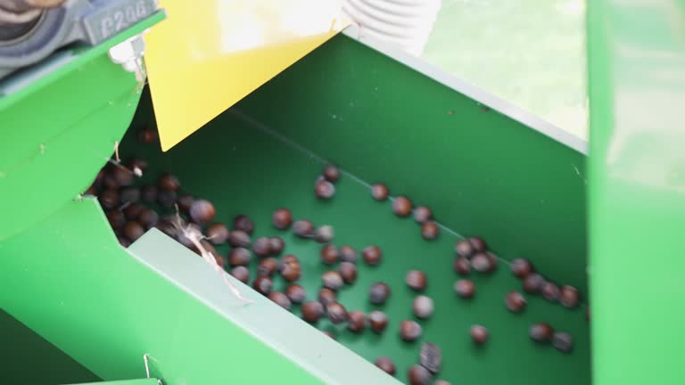 Harvester separator machine separate the hazelnuts crop from stones and rocks, slow motion shot with motion blur