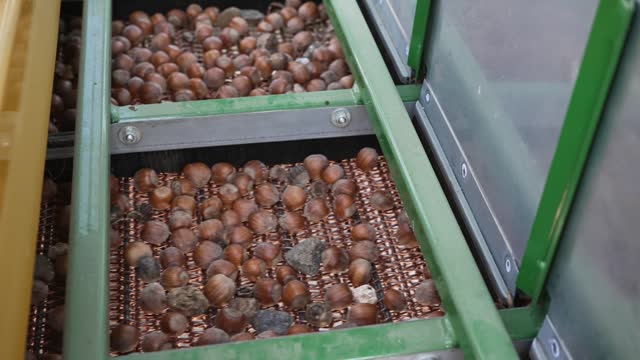 Harvester separator machine separate the hazelnuts crop from stones and rocks, slow motion shot with motion blur