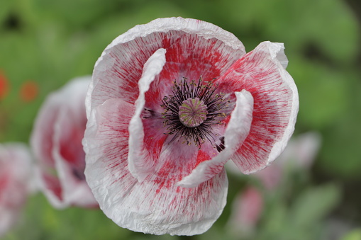 Red And White Poppy. The beauty of flowers fascinates the mind.