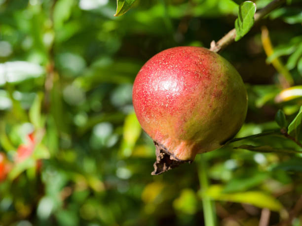 istock Pomegranate Australian Produce 1497135115