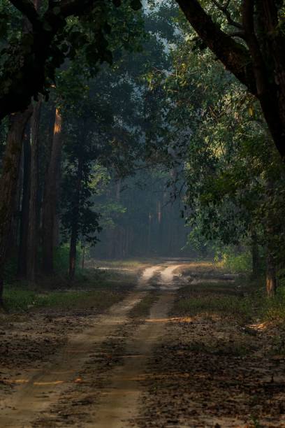 istock Forest road covered in Trees and Sunlight peaking through, Kanha national park 1497135303