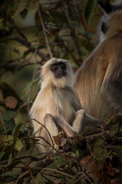 istock Monkey baby sitting one a tree, Kanha National Park 1497135313