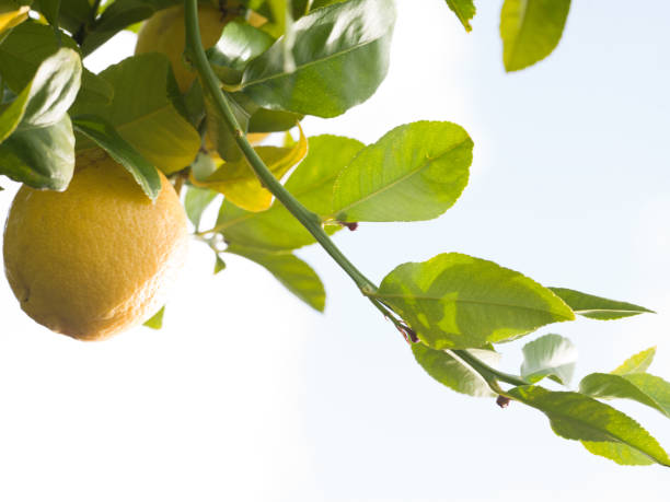 istock Lemons Abstract Australian Produce 1497135373