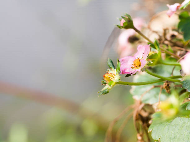 Strawberry foliage and flower