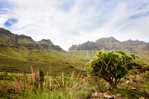Nature and landscape with volcanic formation mountains in Gran Canaria island. View from the panoramic road, on the mountain ranges of the island of Gran Canaria. View of the mountain range of the Reserva Natural Especial de Güigüí.