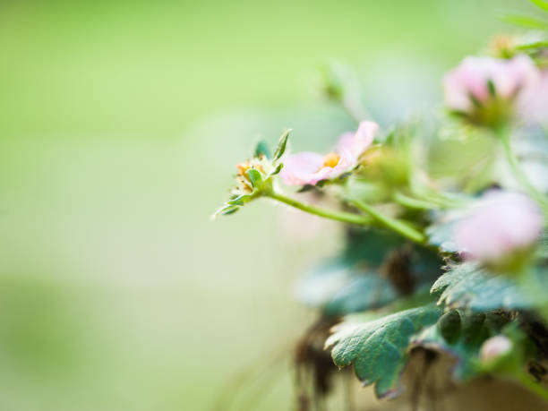 pink strawberry flower
