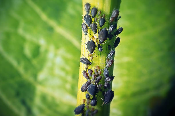 검은 콩 아딧물 곤충의 aphis fabae 그룹 - black bean aphid 뉴스 사진 이미지