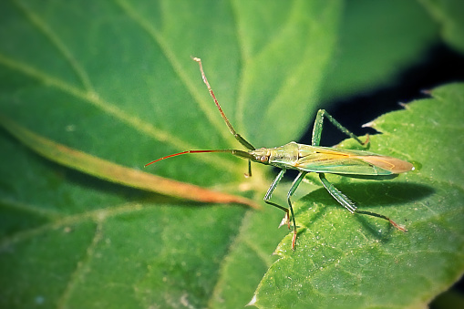 Stenodema laevigata Grass Bug Insect. Digitally Enhanced Photograph.