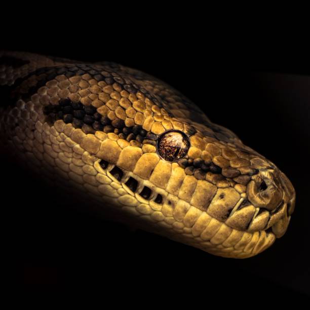 istock a snake in the dark, with it's eyes closed 1497138477
