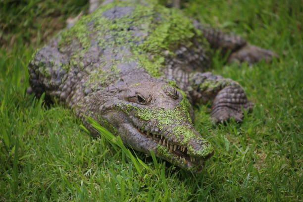 fresh water crocodile - crocodile alligator australia animal teeth imagens e fotografias de stock