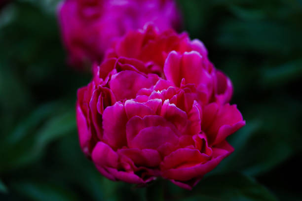 istock Red peony flower,close-up with selective focus and light blurred background. Low key beautiful blooming pink peony picture for decoration. Single lush peony head, crimson mysterious flower 1497139155