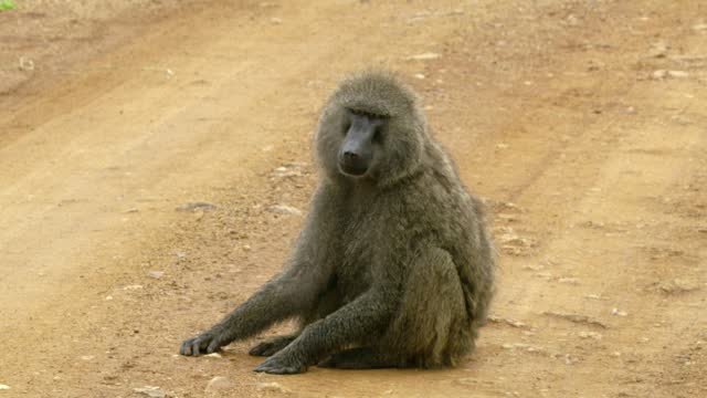 A lone olive Baboon monkey sitting in the middle of a dirt road.