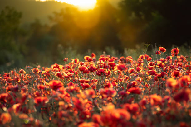 istock Poppy Field At Sunset In The Danish Countryside 1497142432