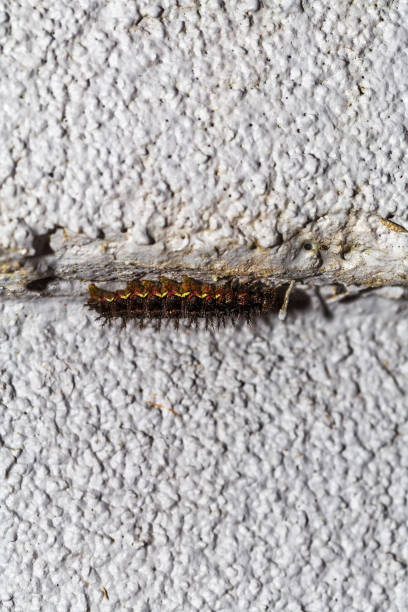 istock The caterpillar of the magpie moth (Nyctemera annulata) 1497142956